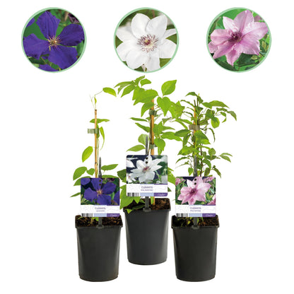 Kletterpflanze Clematis Tricolour – Mehrfarbige Blüten Rosa Weiß Lila – Wenig Pflege – 3 Pflanzen – 11 cm Höhe 40 cm – Für Garten, Balkon & Pergolen 