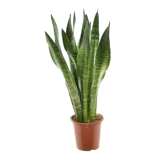Bogenhanf – Sansevieria Zeylanica – Zimmerpflanze – Ø17cm – ↕75cm – Pflegeleichte Luftreiniger-Pflanze – Für Schlafzimmer, Wohnzimmer & Büro