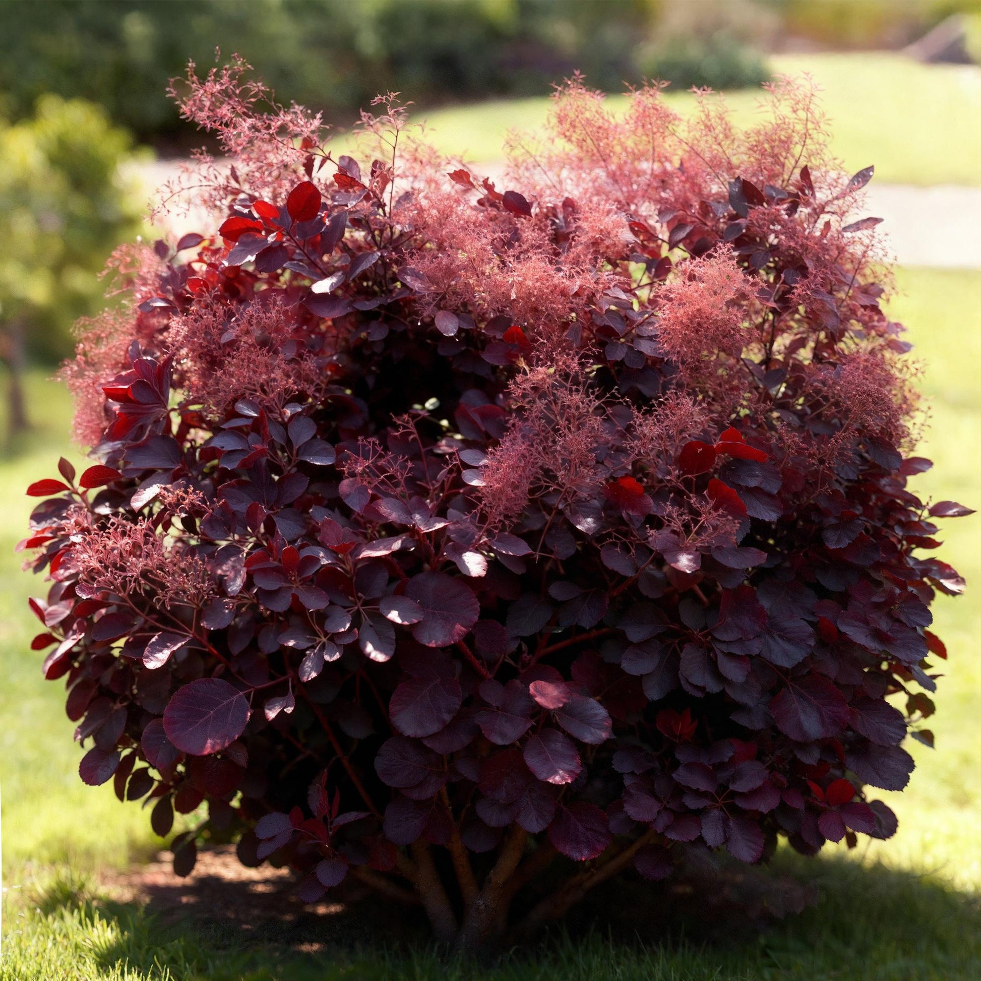 GreenboutiQ - Gartenpflanze - Cotinus coggyria Lilla - Lila 1 Pflanze - Laubabwerfend - Wenig Pflege - Topf 12cm Höhe 35cm 
