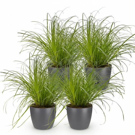 Green boutiQ - Zimmerpflanze - Cyperus alternifolius Zumula - Katzenpflanze - Haustierfreundliche Pflanze - Grün - 4 Pflanzen - mit Potter Grau - Topf 12cm - Höhe 20cm 