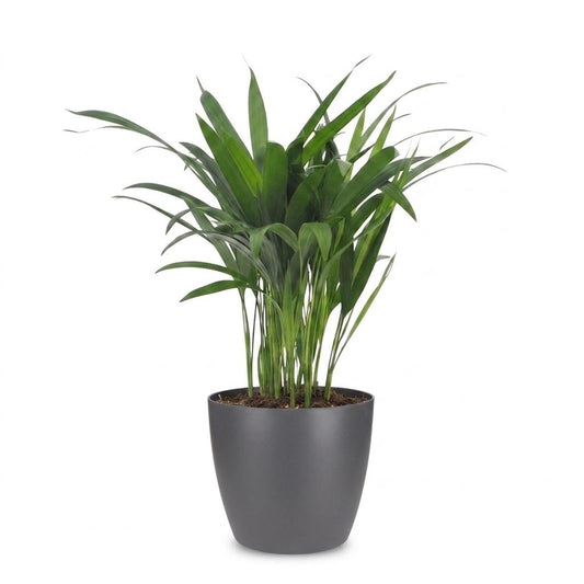 Areca-Palme – Goldfruchtpalme – Dypsis lutescens – Topf Ø12cm – Höhe 45cm – mit grauem Dekotopf – Ansicht 2