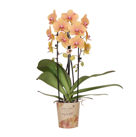 Kolibri Orchids | Orange Phalaenopsis-Orchidee Topfgröße Ø12cm | Sunny Bunny | Blühende Zimmerpflanze – Frisch vom Züchter 