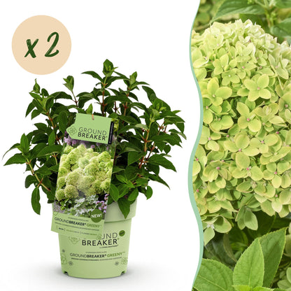 Green boutiQ - Gartenpflanze - Hydrangea panniculata Groundbreaker Greeny - Rispenhortensie - Frosthart - Creme - 2 Pflanzen - Topf 14cm - Höhe 20-25cm 
