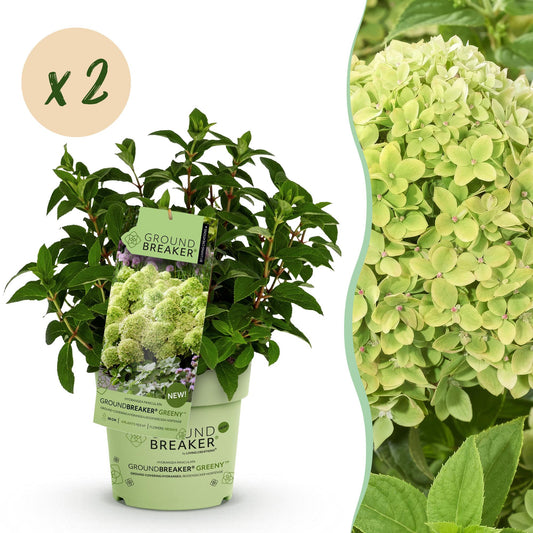 Green boutiQ - Gartenpflanze - Hydrangea panniculata Groundbreaker Greeny - Rispenhortensie - Frosthart - Creme - 2 Pflanzen - Topf 14cm - Höhe 20-25cm 