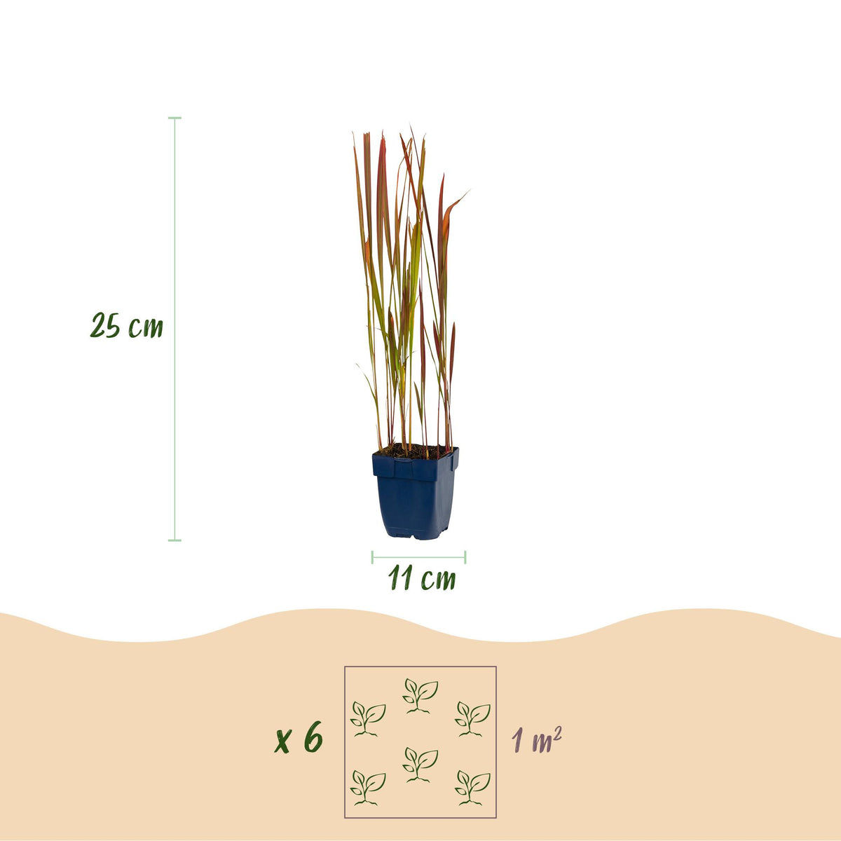 Blutgras 'Red Baron' – Imperata cylindrica 'Red Baron' – 6 Pflanzen – Topf Ø11cm – Staude für Garten & Balkon
