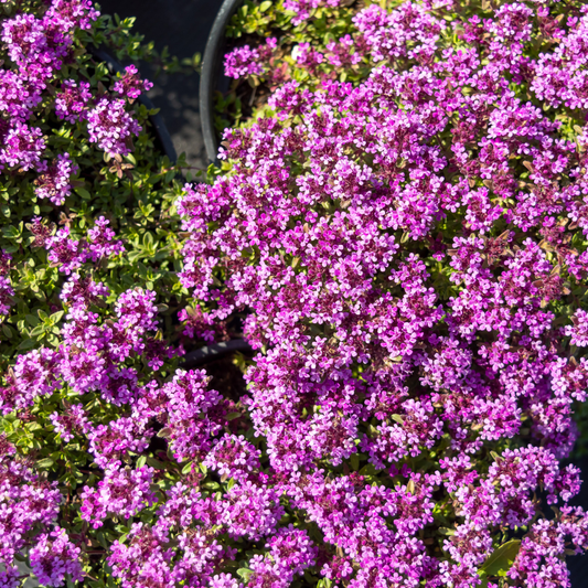 Thymus praecox Coccineus Bodendecker – 48 Pflanzen – Ø9cm – Höhe 10-25cm – Winterharter Polsterthymian – Bienenfreundlich – Für Steingarten, Beet & Pflasterfugen