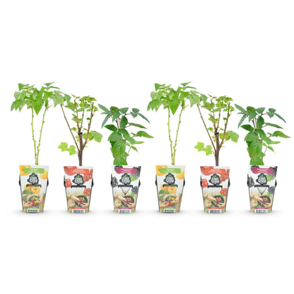 Obstpflanzen Set winterhart 6 Pflanzen Höhe 30cm Ø9cm – Rote Johannisbeere Gelbe Himbeere Schwarze Brombeere – Für Garten Beet Balkon & Terrasse 