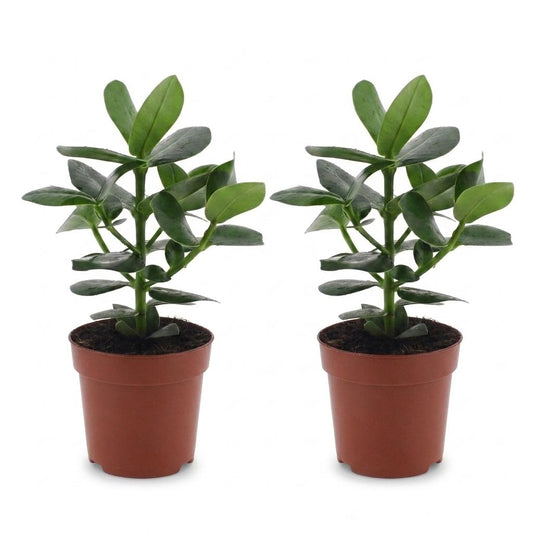 Balsamapfel 'Princess' – Clusia 'Princess' – 2 Pflanzen – Topf Ø12cm – Höhe 40cm – Dekorative Zimmerpflanze – Ansicht 2