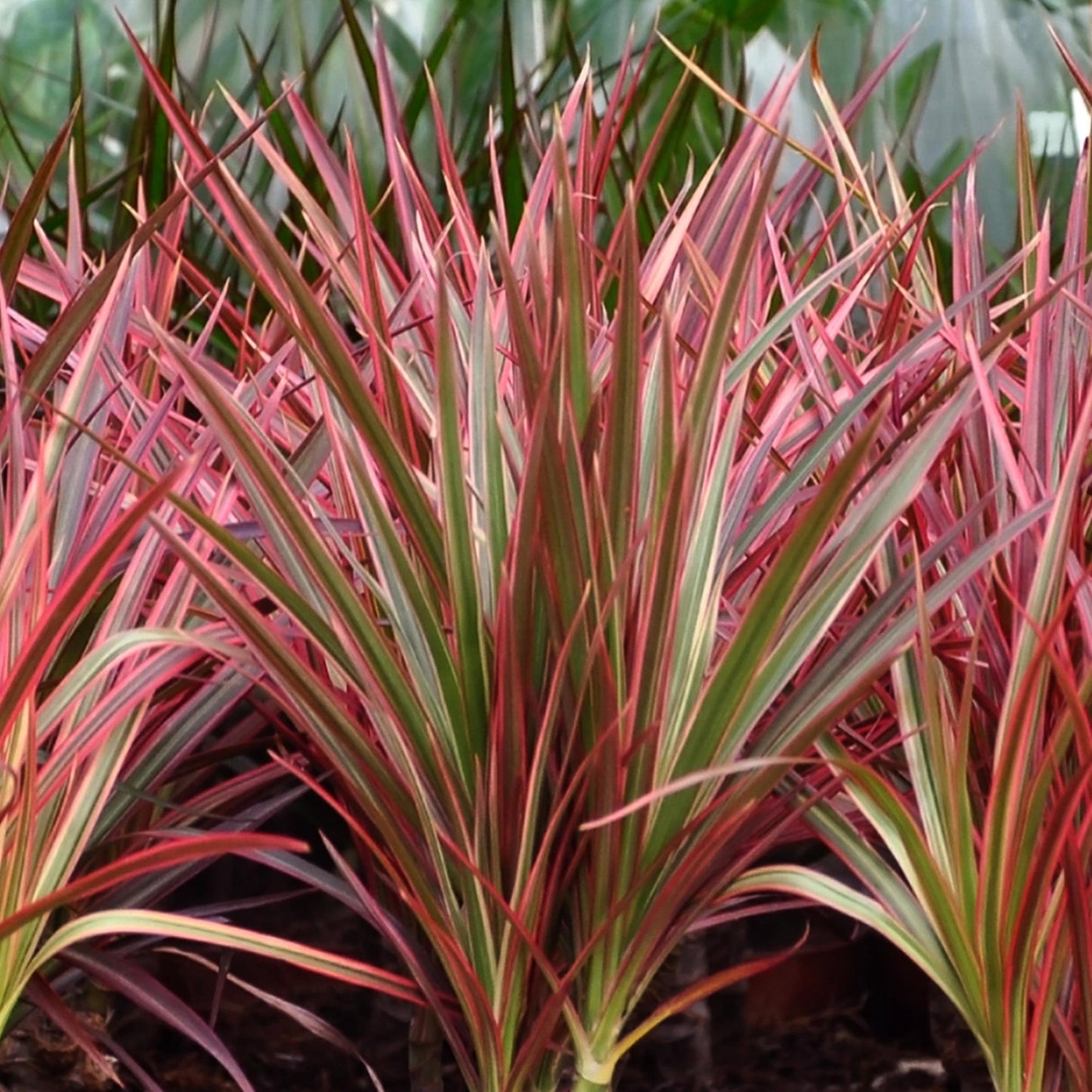 Green boutiQ - Zimmerpflanzen - Dracaena Magenta - Drachenbaum - Wenig Pflege - mit Korb - Rot - 2 Pflanzen - Topf 17cm - Höhe 70-80cm 