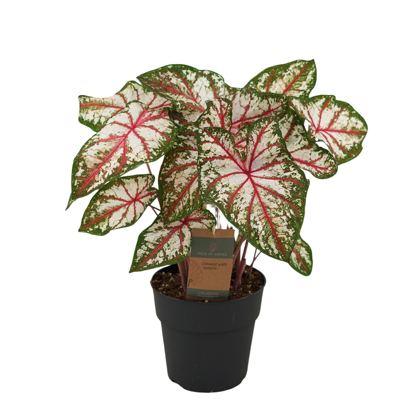 Kaladie - Caladium Tapestry - Zimmerpflanze - 60 cm - Ø21cm