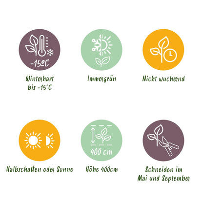 Ovalblättriger Liguster Ligustrum ovalifolium – Immergrün – Heckenpflanze – Blatt Grün – 6 Pflanzen – 1 m laufend – Pflegeleicht – 17cm Höhe 55cm 
