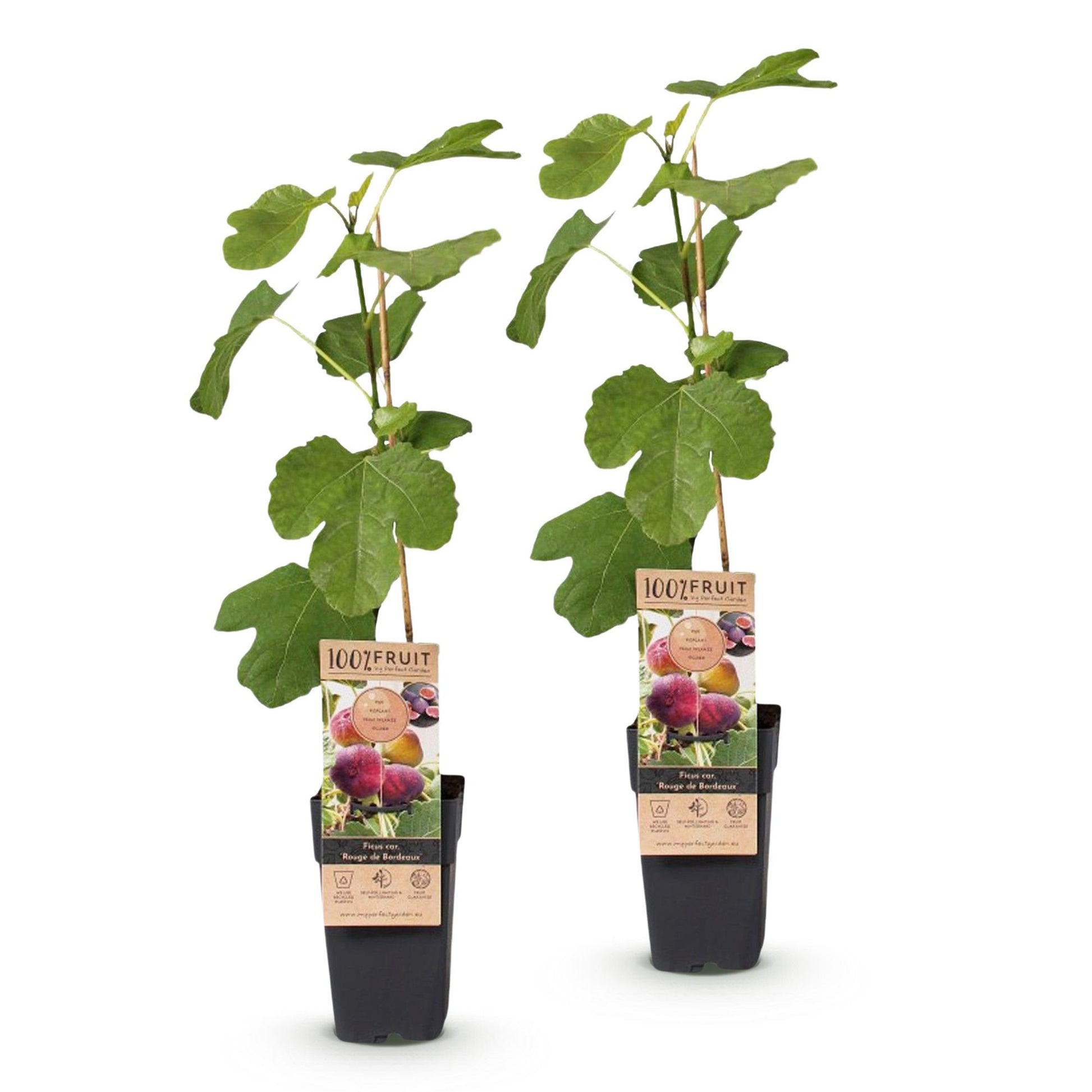 Green boutiQ - Fruit Plant - Ficus carica Rouge de Bordeaux - Fig Tree - Winter Hardy - Purple Fruit - 2 Plants - Pot 15cm - Height 50cm 