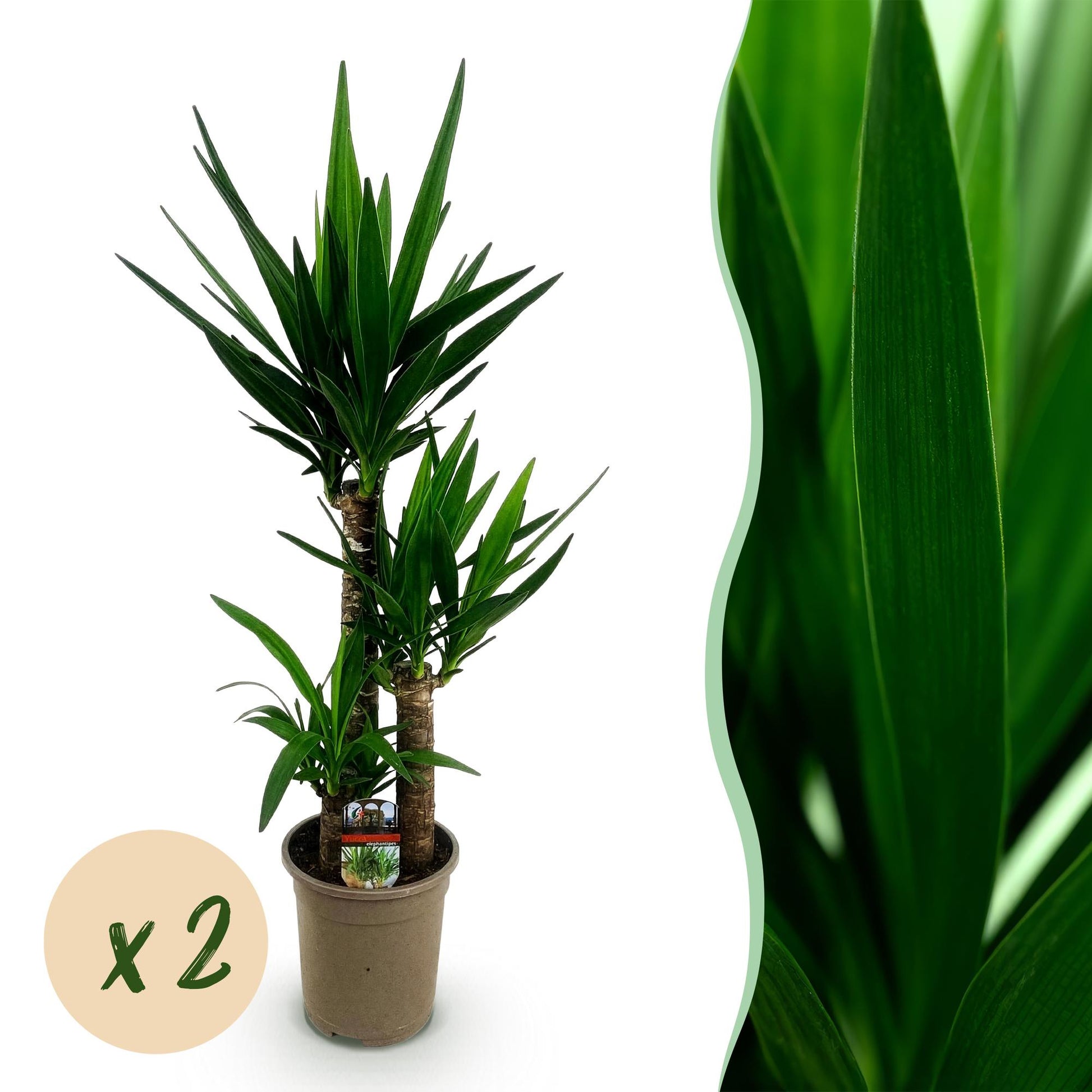 Palmlilie Yucca Elephantipes – 2 Pflanzen – 100cm – 21cm – Pflegeleichte Palmlilien mit langen, schmalen Blättern – Robustes Zimmerpflanzen-Duo für moderne & klassische Wohnräume 