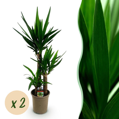 Palmlilie Yucca Elephantipes – 2 Pflanzen – 100cm – 21cm – Pflegeleichte Palmlilien mit langen, schmalen Blättern – Robustes Zimmerpflanzen-Duo für moderne & klassische Wohnräume 