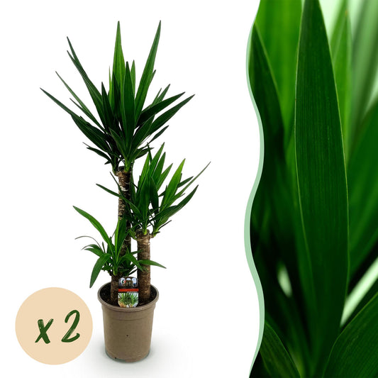 Palmlilie Yucca Elephantipes – 2 Pflanzen – 100cm – 21cm – Pflegeleichte Palmlilien mit langen, schmalen Blättern – Robustes Zimmerpflanzen-Duo für moderne & klassische Wohnräume 