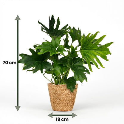 Green boutiQ - Zimmerpflanze - Philodendron - Philodendron Lickety split - Grün - Pflegeleicht - 1 Pflanze - mit Korb - Topf 19cm - Höhe 70cm 