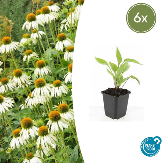 Scheinsonnenhut – Echinacea purpurea 'White Swan' – ↑10-25cm – Ø9cm – 6 Pflanzen – Weiße Blüten, Bienen- und Schmetterlingsfreundlich, pflegeleicht, robuste Staude