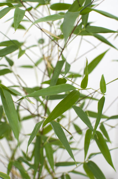Bisset-Bambus - Phyllostachys 'Bissetii' - Ø14cm - ↕40cm
