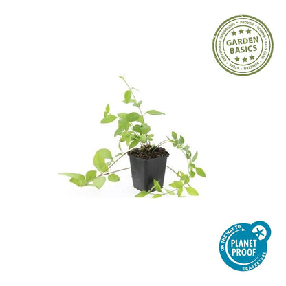 Großblättriges Immergrün Vinca major 'Alba' – 6 Pflanzen – Bodendecker – Ø9cm – ↕10–25cm – Weiße Blüten – Pflegeleicht & Robust – Für schattige Gartenbereiche