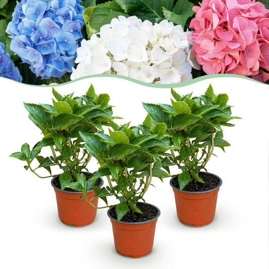 Green boutiQ - Gartenpflanze - Hydrangea macrophylla Tricolour - Hortensie - Winterfest - Rot-Blau-Weiß - 3 Pflanzen - Topf 12cm - Höhe 20-30cm 
