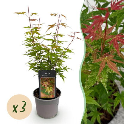 GreenboutiQ - Gartenpflanze - Acer palmatum Phoenix - Rosa - 3 Pflanzen - Laubabwerfend - Wenig Pflege - Topf 12cm Höhe 35cm 