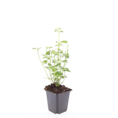 Asiatische Duftnessel - Agastache 'Black Adder' - ↕10-25cm - Ø9cm - 6 Stück