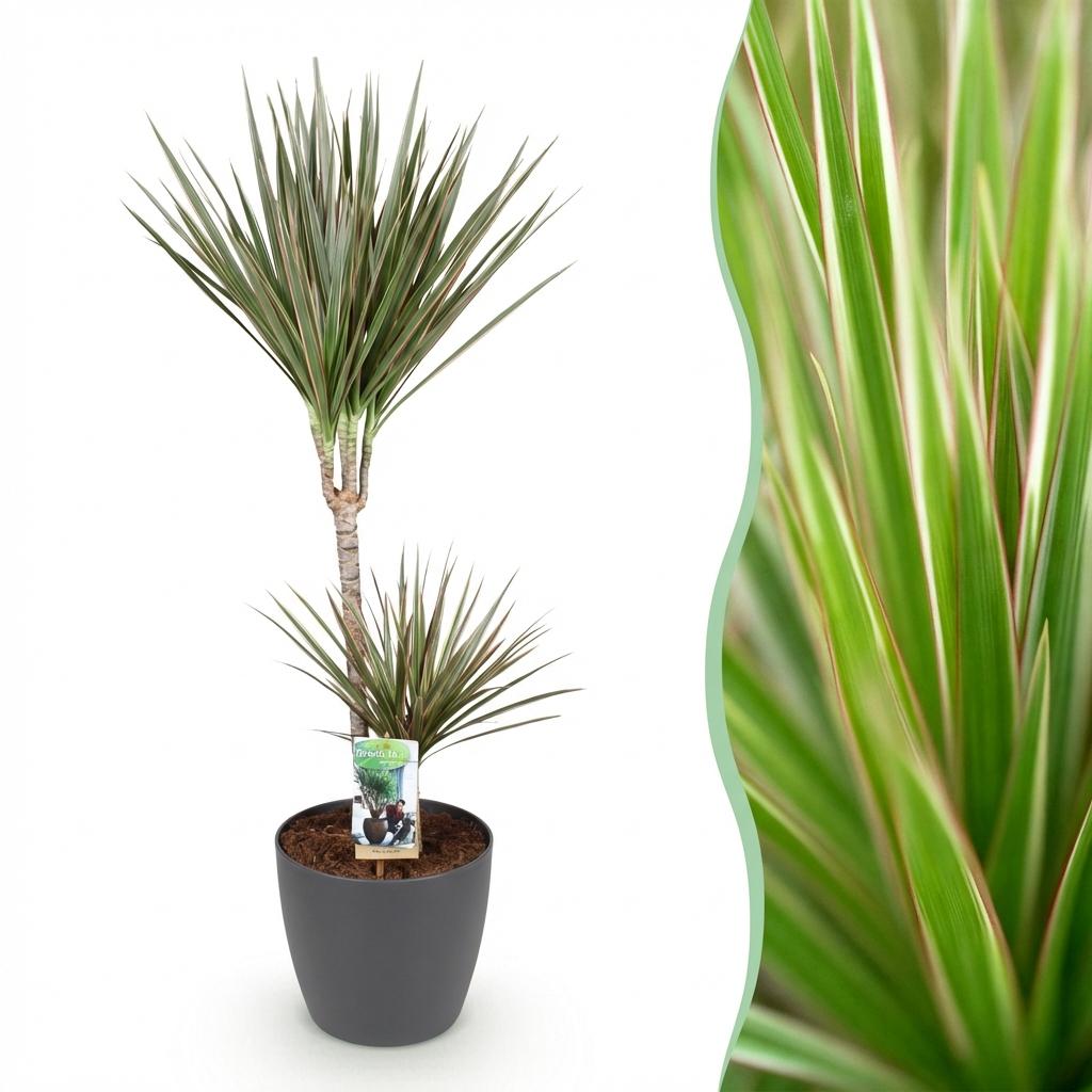 Green boutiQ - Zimmerpflanzen - Dracaena Marginata Bicolor - Drachenbaum - Pflegeleicht - Grün - Braun - 1 Pflanze - mit Potter Grau - Topf 21cm - Höhe 90-100cm 