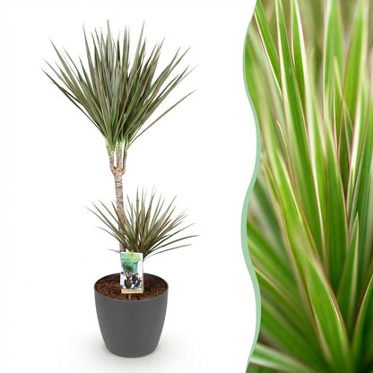 Green boutiQ - Zimmerpflanzen - Dracaena Marginata Bicolor - Drachenbaum - Pflegeleicht - Grün - Braun - 1 Pflanze - mit Potter Grau - Topf 21cm - Höhe 90-100cm 