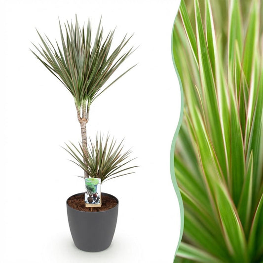 Green boutiQ - Zimmerpflanzen - Dracaena Marginata Bicolor - Drachenbaum - Pflegeleicht - Grün - Braun - 1 Pflanze - mit Potter Grau - Topf 21cm - Höhe 90-100cm 