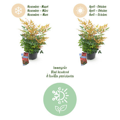 GreenboutiQ - Gartenpflanze - Nandina Gulfstream - Orange - 2 Pflanzen - Immergrün - Pflegeleicht - Topf 17cm Höhe 45cm 