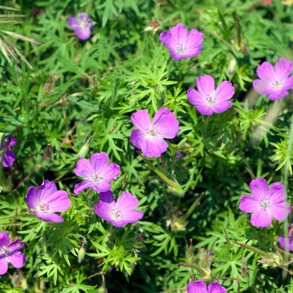 Geranium sanguineum Blut-Storchschnabel – 48 Pflanzen Ø9cm – Höhe10-25cm – Rosa rote Blütenstaude für sonnige Beete & Steingarten – Winterhart pflegeleicht – Flächenbepflanzung