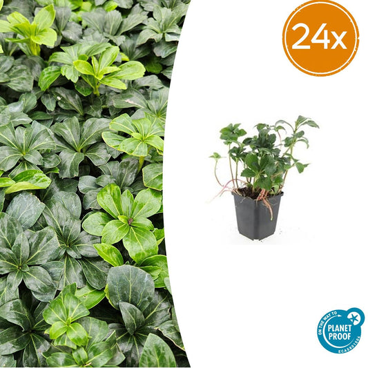 Pachysandra terminalis 'Green Sheen' – 24 Pflanzen – ↕10-25 cm – Ø9 cm – Immergrüner Bodendecker – Winterhart – Schattengarten 