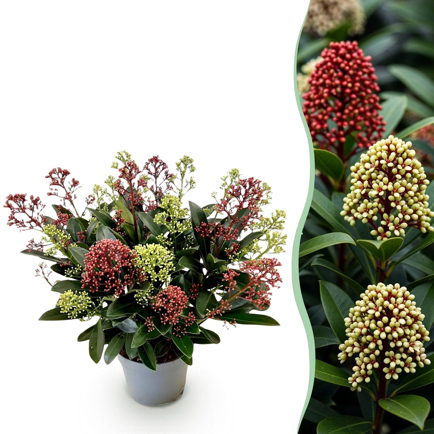 GreenboutiQ - Terrassenpflanze - Skimmia japonica Festival - Blüte Weiß & Rot - 15+ Blüten - 1 Pflanze - Winterhart - Topf 15cm Höhe 30cm 