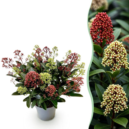 GreenboutiQ - Terrassenpflanze - Skimmia japonica Festival - Blüte Weiß & Rot - 15+ Blüten - 1 Pflanze - Winterhart - Topf 15cm Höhe 30cm 