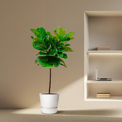 Ficus Lyrata – Geigenfeige – ca. 130cm hoch – Ø24cm – Zimmerpflanze mit Stamm – Groß, dekorativ & luftreinigend – Für Wohnzimmer, Büro & Wintergarten 
