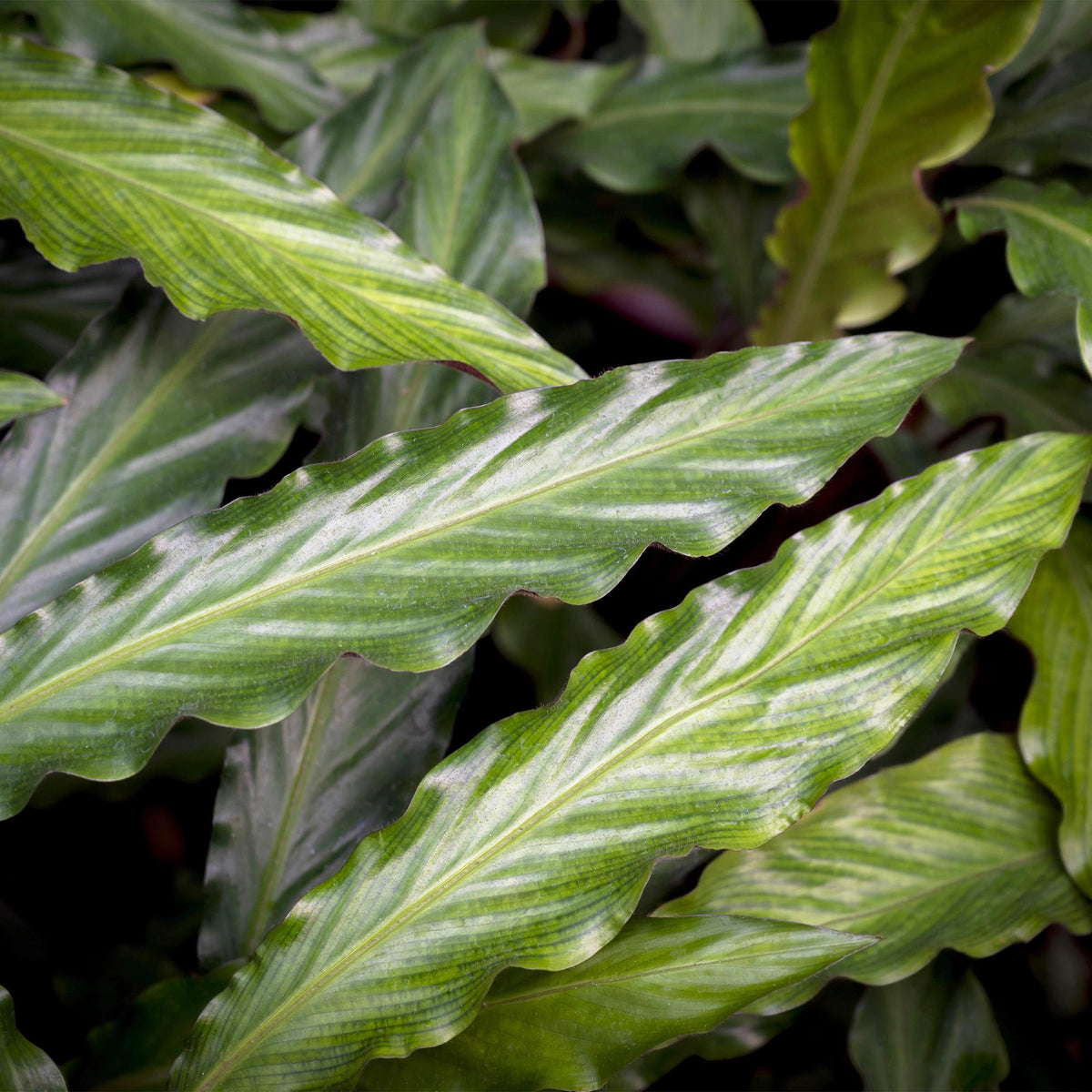 Samt-Korbmarante Calathea rufibarba im Naturkorb, Topf Ø17cm – Ansicht 5