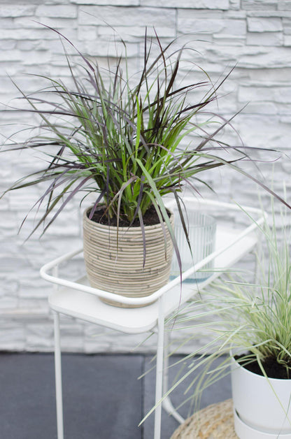 Lampenputzergras - Pennisetum x advena 'Summer Samba' - Ø19cm - ↕50cm
