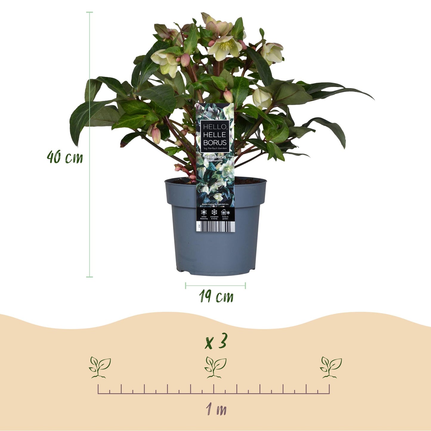 GreenboutiQ - Gartenpflanze - Lenten Rose - Helleborus Diamfire - Grüne Blüte - Immergrün - Topf 19cm Höhe 40cm 