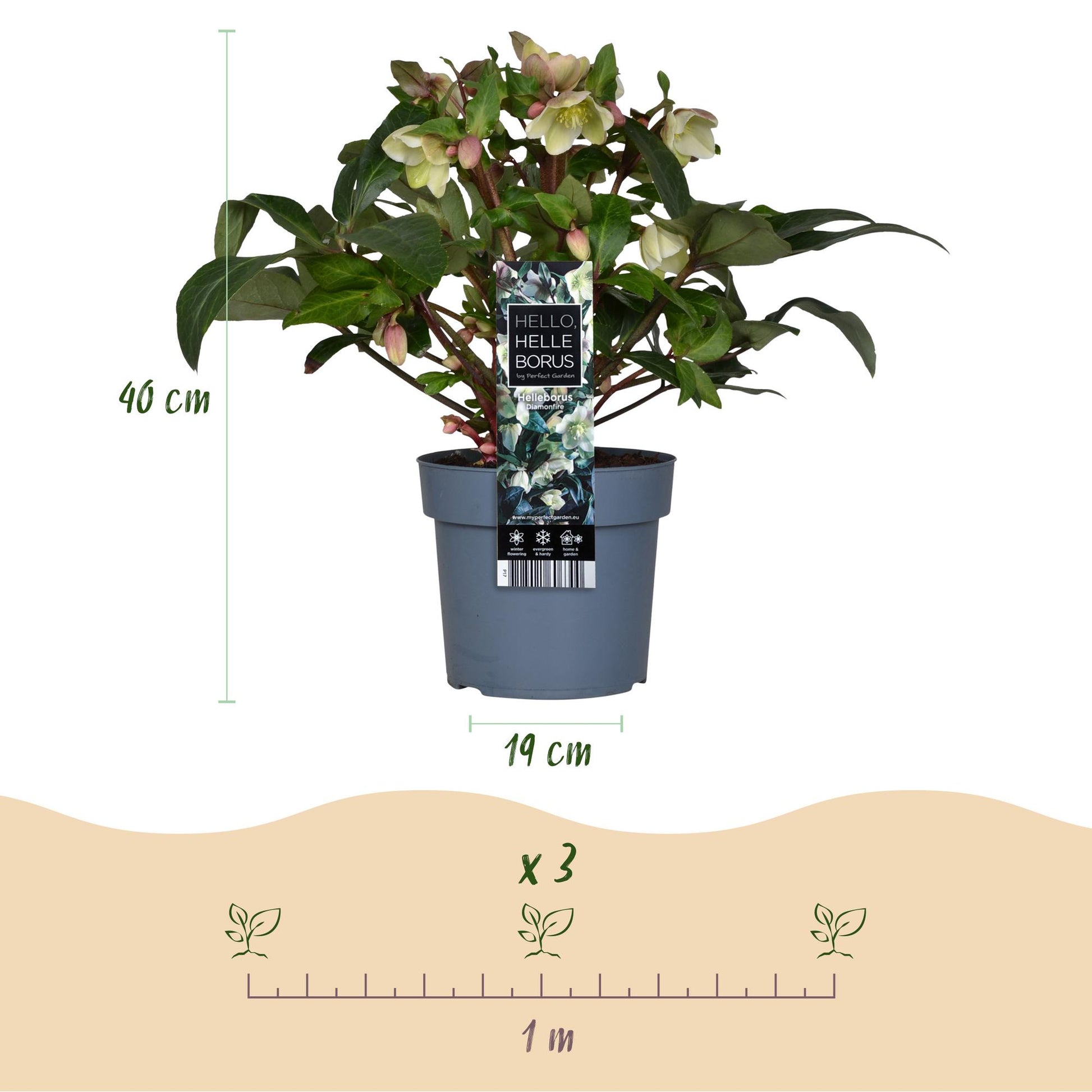 GreenboutiQ - Gartenpflanze - Lenten Rose - Helleborus Diamfire - Grüne Blüte - Immergrün - Topf 19cm Höhe 40cm 
