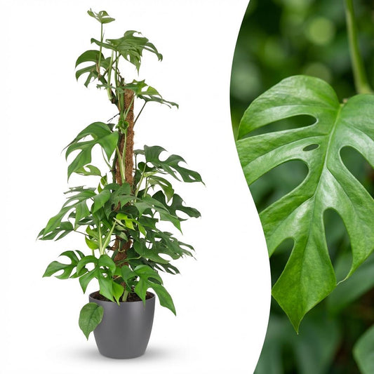 Monstera Minima am Moosstab 90cm – Mini Fensterblatt Zimmerpflanze im grauen Übertopf Ø19cm – tropische Lochblätter – pflegeleicht für Wohnung & Büro, ideal bei Halbschatten, moderat gießen
