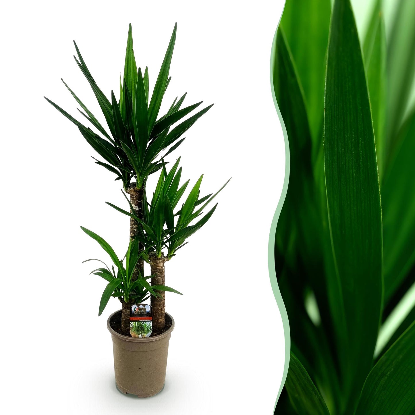 Palmlilie Yucca Elephantipes – 100cm – 21cm – Pflegeleichte Palmlilie mit langen, spitzen Blättern – Robuste, luftreinigende Zimmerpflanze für moderne & klassische Wohnräume 