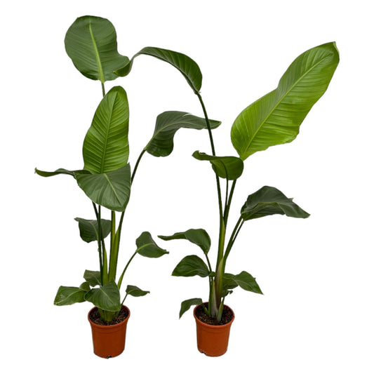 Weißer Paradiesvogel – Strelitzia Nicolai – Zimmerpflanze – Ø17cm – ca. 100 cm hoch – Exotisches Grün für Innenräume - 2 Pflanzen 