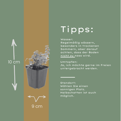 Nepeta faassenii Katzenminze – 12 Pflanzen – Ø9cm – Höhe 10-25cm – Lavendelblaue Blüten – Sommerblühende Staude – Für Beet, Rabatte & Naturgarten