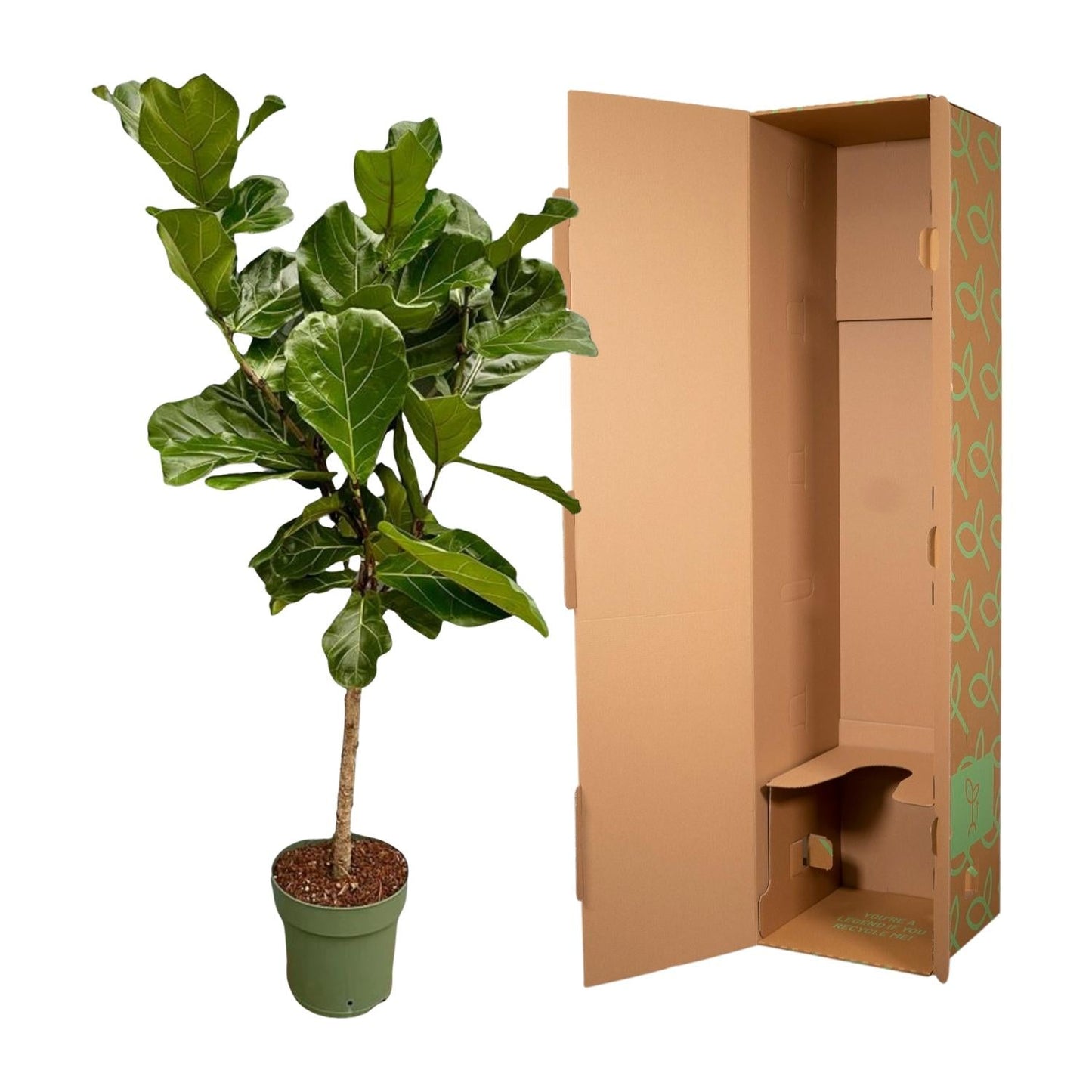 Ficus Lyrata stam - 150 cm - Ø27 
