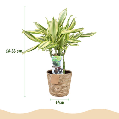 Green boutiQ - Zimmerpflanzen - Dracaena fragrans Diamond Dream - Drachenbaum - Wenig Pflege - mit Korb - Bunt - 1 Pflanze - Topf 17cm - Höhe 50-55cm 