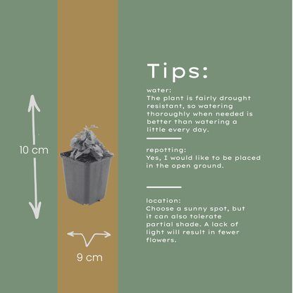 Erigeron karvinskianus Mexikanisches Gänseblümchen – 12 Pflanzen – Ø9cm – Höhe 10-25cm – Dauerblühende Staude für Beet, Mauerfugen & Pflanzgefäße