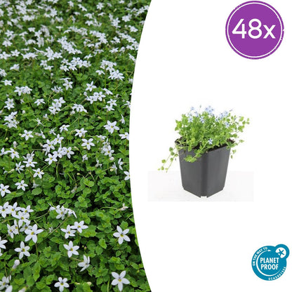 Isotoma fluviatilis 'Alba' – Bodendecker – 48 Pflanzen – Ø9cm – ↕10–25cm – Weiß blühend & winterhart – Für Sonne & Halbschatten – Pflegeleicht & robust 