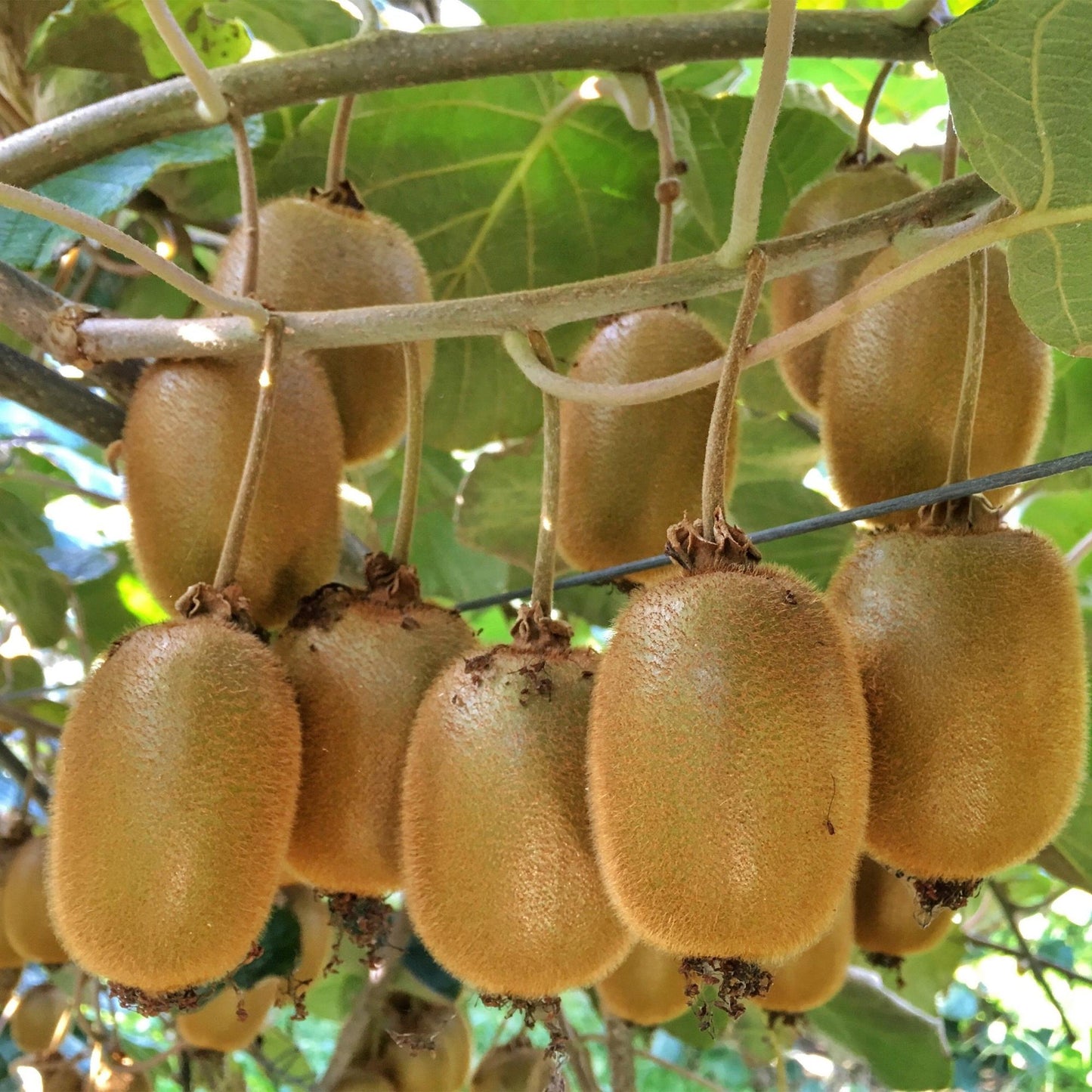 Green boutiQ - Fruit Plant - Actinidia Weiki & Hayward - Kiwi Plant - 1 Male - 1 Female - Plants - Green - Pot 15cm - Height 50cm 
