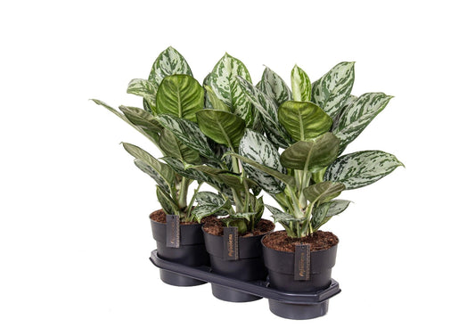 Aglaonema Jungle Silver - Ø19cm - ↕60cm 