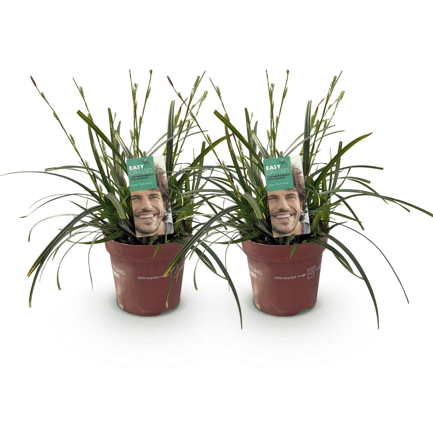 Japansegge Carex oshimensis Intense Green – 2 Pflanzen Ø17cm – Immergrün – Pflegeleicht – Lebhaft grüne Blätter – Ziergras Höhe ca. 50cm 